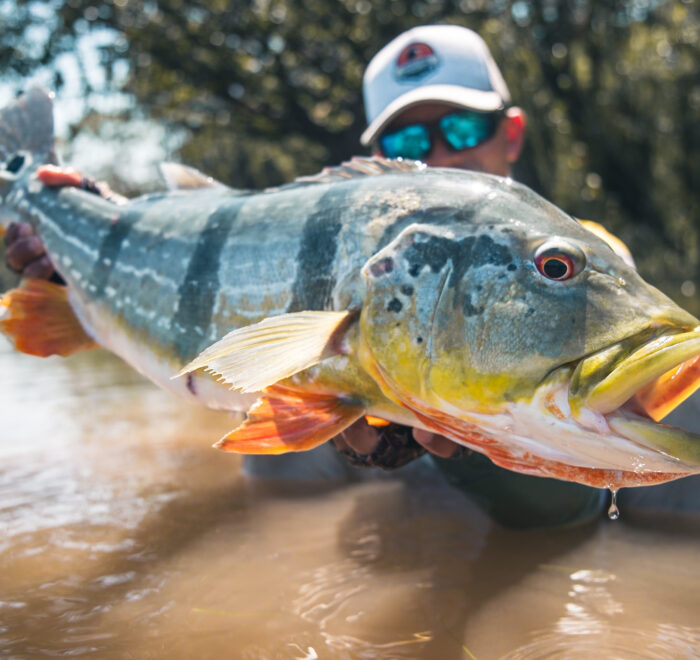 Proud angler displaying a vibrant Peacock Bass caught in one of our exclusive fishing lagoons. Join us for the best fly fishing trip in Colombia—reserve your spot now!