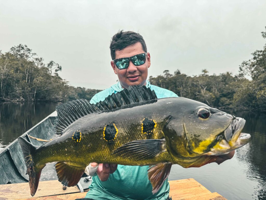 Vibrant Peacock Bass (Cichla temensis) in Colombia: Stunningly colorful and powerful, this exotic fish thrives in Colombia's clear rivers, offering an exhilarating sport fishing experience