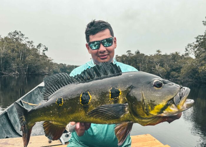 Vibrant Peacock Bass (Cichla temensis) in Colombia: Stunningly colorful and powerful, this exotic fish thrives in Colombia's clear rivers, offering an exhilarating sport fishing experience