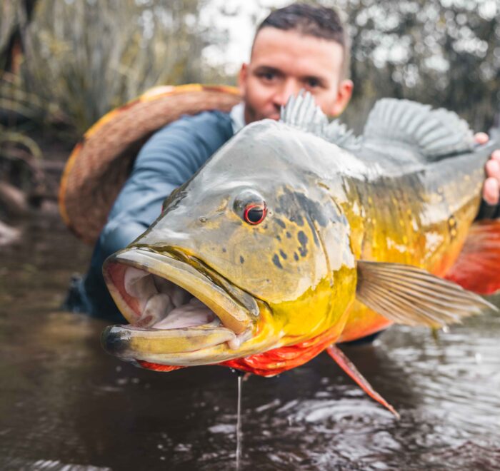 Angler catching a large Peacock Bass in Colombia's pristine waters - showcasing a trophy-sized fish during a premier fly fishing trip.